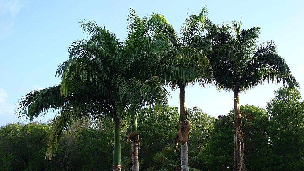 Palm'Studio Anse De Caritan سانت آن المظهر الخارجي الصورة